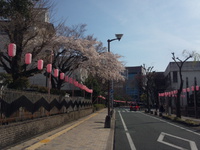静岡にも桜の季節が！
