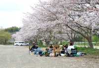 お花見にウィンザー 2018/04/01 12:14:46