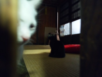 家族が増えました！