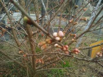 蕾が…！ その２