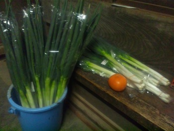 明日の出荷物