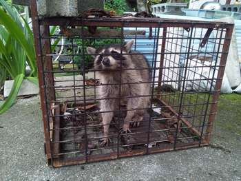 アライグマ