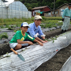 さつまいも、栽培してみませんか♪