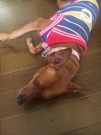 今週の仕事。