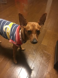 昨日の仕事