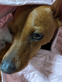 今週の仕事