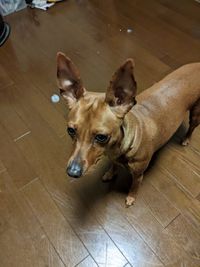 今日は網戸の張替！