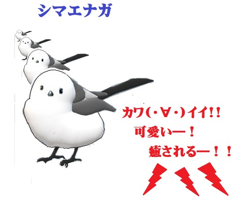 シマエナガ