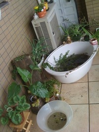 亀の池