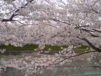 花見