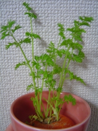 すくすくと成長してます！