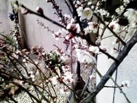 春の便り