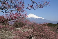 富士と梅　その参