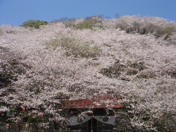 花鳥風海