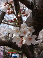 御殿山さくら祭り
