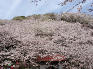 御殿山さくら祭り