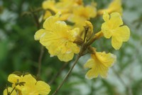 花は、、、、