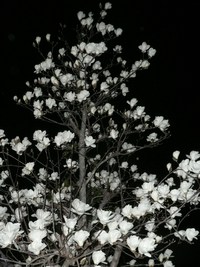 夜の木蓮、、、