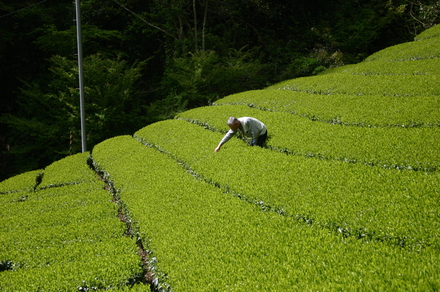 大倉さんin茶園