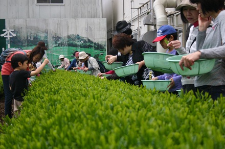 お茶摘みツアー、募集継続中でーす