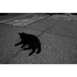 横たわる黒い何か
