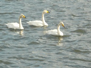 白鳥が、、、、