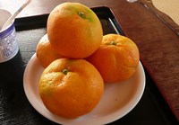 初物、、、