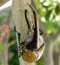 うちのヘラクレスオオカブトがサナギになりました