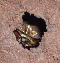 カブトムシのキング！ヘラクレス・ヘラクレス羽化成功！