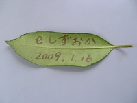 葉書の葉（タラヨウ） 2009/01/31 11:00:00