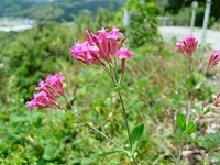 花暦 ＃17　ムシトリナデシコ 2009.5.28～掲載