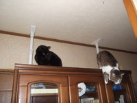 猫だらけ