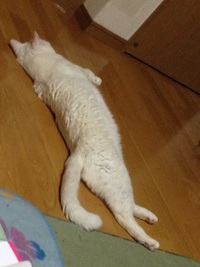 のび〜る