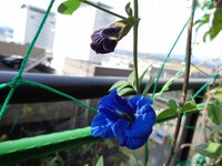 バタフライピー（蝶豆）の花