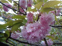 まだまだ楽しめる「桜」（静岡県立美術館裏）