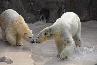 またあいつがやってくる♪『日本平動物園』