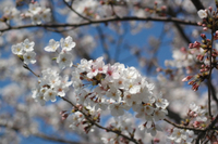 桜 2017年