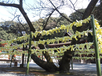 黄色いおみくじ