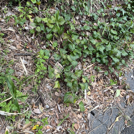 落としもの…? 落としもの…?