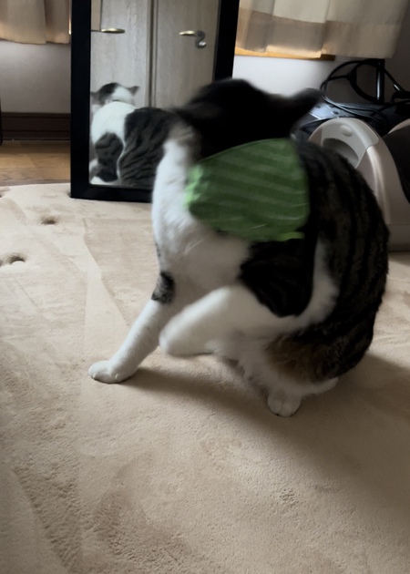 猫用ガチャガチャ☺ 猫用ガチャガチャ☺