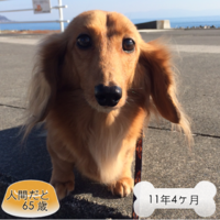 ワンコいくつ