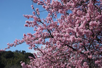 かわづ桜、見頃です♪