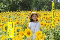 「向日葵の丘」いよいよ明日（３日）、静岡県で公開！