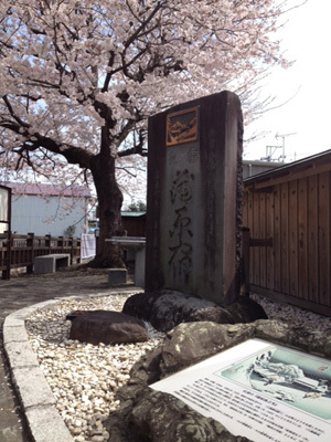 桜