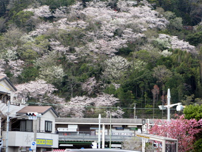 新蒲原からの御殿山
