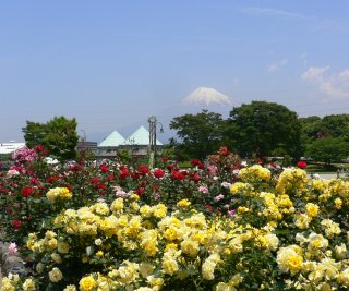 ばらと富士山　２