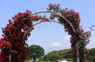 ばらと富士山　２