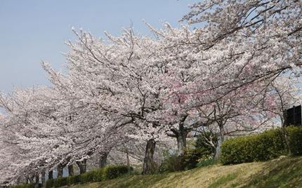 足久保の桜