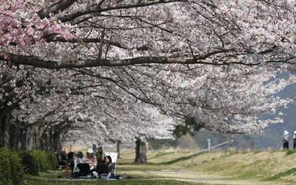 足久保の桜