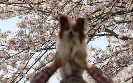 足久保の桜
